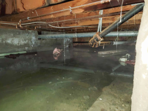 Best Carpet water damage restoration  in Lake Orion, MI