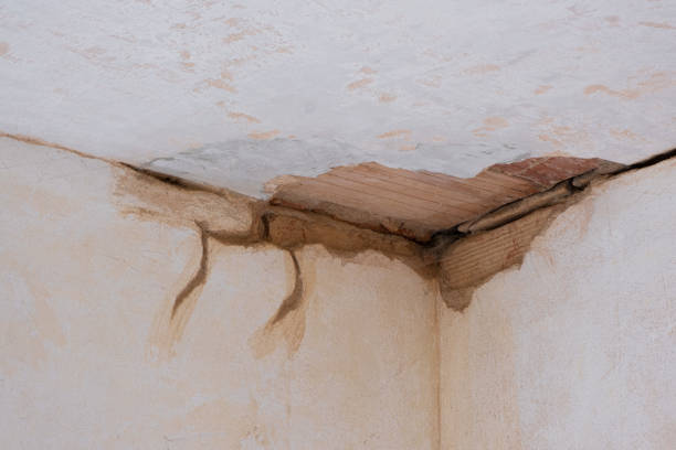 Best Carpet water damage restoration  in Lake Orion, MI