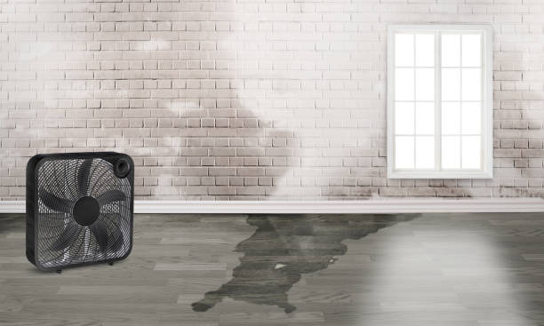 Best Local water damage restoration  in Lake Orion, MI